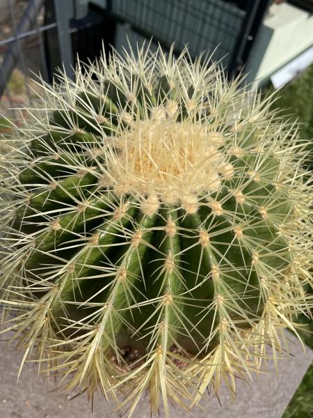 Ferocactus grusonii